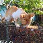 Mortimer Jacobson Profile Picture